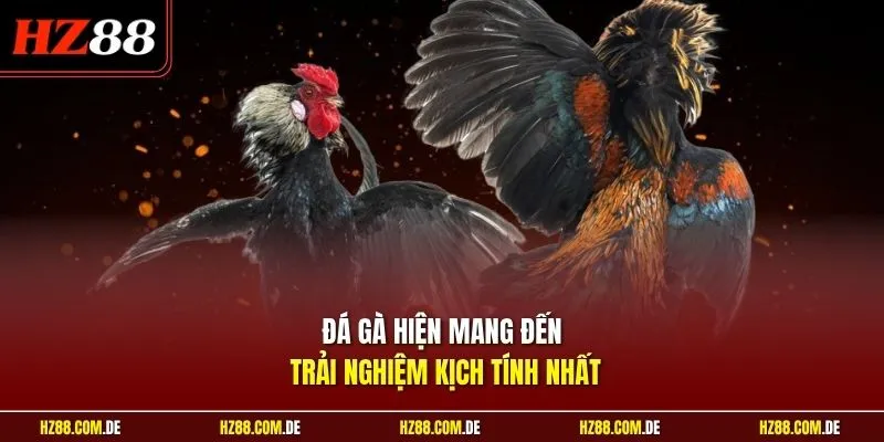 Đá gà hiện mang đến trải nghiệm kịch tính nhất
